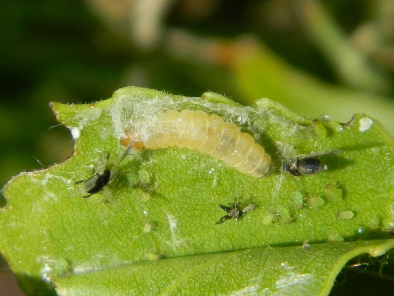 Schifezzuolidae: Gypsonoma minutana, Tortricidae